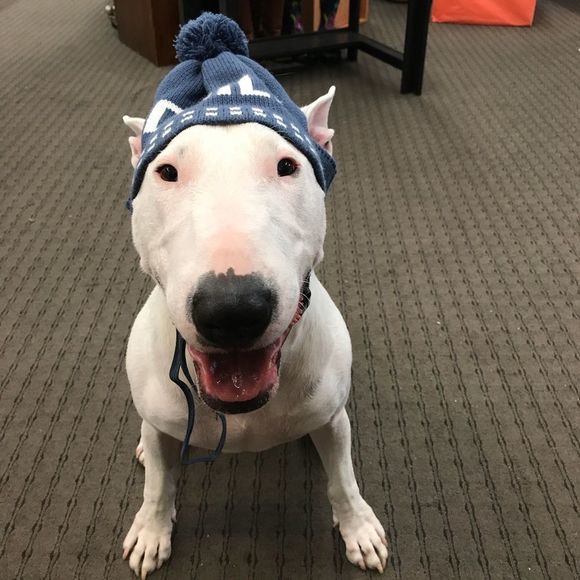 ⭐️🌟Meet your POSHER🌟 ⭐️ - Picture 7 of 12